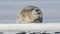 Young seal resting on an ice floe.  Close up. Front view. The bearded seal, also called the square flipper seal. Scientific name: