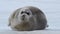 Young seal resting on an ice floe.  Close up. Front view. The bearded seal, also called the square flipper seal. Scientific name: