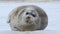 Young seal resting on an ice floe.  Close up. Front view. The bearded seal, also called the square flipper seal. Scientific name: