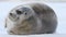 Young seal resting on an ice floe.  Close up. Front view. The bearded seal, also called the square flipper seal. Scientific name: