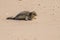 Young seal sunbathing on the beach in Amrum