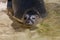 Young seal swims in a lake