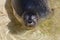 Young seal swims in a lake