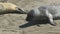 Young seal walking on sand