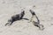 Young sealions shouting at the beach