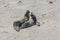 Young sealions shouting at the beach