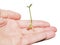 Young seed sprouting into a beautiful young plant, isolated in a person\'s hand