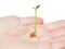 Young seed sprouting into a young plant, isolated in a person\'s hand