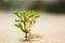 Young seedling growing in a desert sand. Extremely close up with shallow DOF