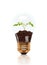 Young Seedling Growing Out of Soil Inside Light Bulb