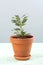A young seedling of the Laurus tree in a clay pot on a light gray background