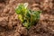 Young seedling leaves of potato on the ground