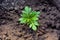 Young Seedling Marigold Plant, High-Angle View And Selective Focus On Leaves.