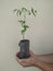 Young Seedling of Neem Azadirachta indica in Black Poly Pot on Hands for Planting on Site