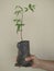 Young Seedling of Neem Azadirachta indica in Black Poly Pot on Single Hand for Planting on Site
