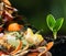 Young seedling and organic waste for composting on soil, closeup. Natural fertilizer