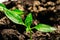 Young seedling of pepper close-up