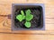 Young seedling petunia in a pot