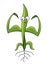 Young seedling plant mascot strong with big muscles character. Healthy and powerful green sprout growing. Agricultural