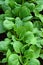 Young seedlings of cabbage. Organic farming, growing seedlings in a greenhouse. Close up