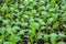 Young seedlings of cabbage on the vegetable tray