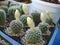 Young seedlings of cactus Parodia formosa