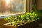 Young seedlings are grown in pots on the windowsill in sunlight