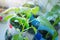 Young seedlings at home on the windowsill in cropped plastic bottles.