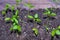 Young Seedlings of hot indoor decorative pepper close-up