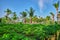 Young seedlings papayas,on a tropical island in the Maldives, mi