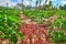 Young seedlings papayas,on a tropical island in the Maldives, middle part of the Indian Ocean.