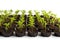 Young seedlings of pepper in peat pots isolated on white background