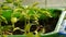 Young seedlings are planted in the multi-colored plastic containers