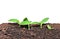 Young seedlings of pumpkin closeup isolated