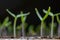 Young seedlings in springtime, Closeup.