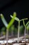 Young seedlings in springtime, Closeup.