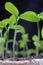 Young seedlings in springtime, Closeup.