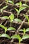 Young seedlings of sweet pepper on windowsill in the spring, rows of plants in cardboard peat pots