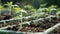 Young seedlings of tomato in a greenhouse. Selective focus.