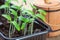 Young seedlings of tomatoes with wooden decorative barrel on the