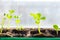 Young seedlings in tray on window sill pea seedling in greenhouse. Agriculture concept Selective focus Copy space Spring