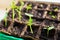 Young seedlings in tray on window sill pea seedling in greenhouse. Agriculture concept Selective focus Copy space Spring