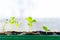 Young seedlings in tray on window sill pea seedling in greenhouse. Agriculture concept Selective focus Copy space Spring