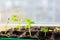 Young seedlings in tray on window sill pea seedling in greenhouse. Agriculture concept Selective focus Copy space Spring