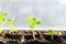 Young seedlings in tray on window sill pea seedling in greenhouse. Agriculture concept Selective focus Copy space Spring