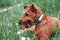 Young serious puppy dog purebred Irish Terrier redhead breed lies in the grass in summer in tick season