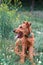 Young serious puppy dog purebred Irish Terrier redhead breed sits in the grass in summer outdoors in nature in tick