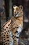 Young serval cat Felis serval