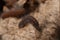 A young shaggy caterpillar of a hawthorn crawled out of a winter nest. Close-up. Latin name Aporia crataegi