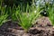 Young shallot onion plants growing in spring garden